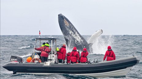 Eine Gruppe von Touristen in roten Anzügen beobachtet einen riesigen Buckelwal, der aus dem Wasser springt.