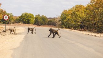 Affen beobachten die Umgebung in der Kubu Safari Lodge – Südafrika Familienreise
