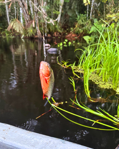 Ein Fisch hängt an einem Haken über einem ruhigen, dunklen Gewässer, umgeben von üppiger Vegetation.