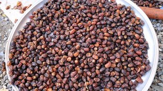 Große Auswahl an Datteln auf dem Markt in Nizwa – Oman Reise mit Kindern