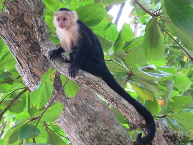 Weißschulter-Kapuziner sitzt auf Ast im Regenwald – Costa Rica Reise mit Kindern