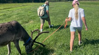 Ein Junge und ein Mädchen führen ein Rentier auf einer grünen Wiese unter blauem Himmel, umgeben von Bäumen.