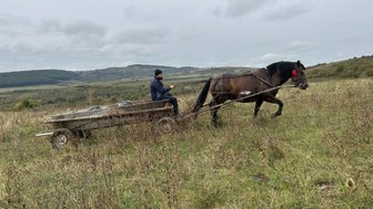 Ein Mann sitzt auf einem Holzanhänger, während ein Pferd mit rotem Geschirr durch eine grüne Wiese zieht.