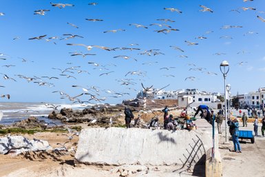 Möwen fliegen entlang der Corniche von Essaouira mit Blick aufs Meer – Marokko Familienreise