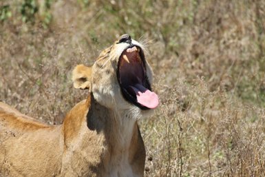 Löwe zeigt sein offenes Maul in der Savanne – Tansania Familienreise