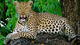 Ein majestätischer Leopard liegt entspannt auf einem Baumstamm, umgeben von üppigem grünem Laub.