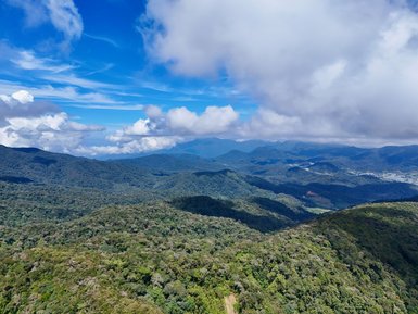 Aussicht von oben auf den grünen Mossy Forest unter blauem Himmel – Malaysia & Borneo Familienreise