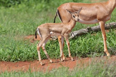 Ein junges Gazellenbaby steht neugierig neben seiner Mutter in der grünen Savanne, umgeben von üppigem Gras.