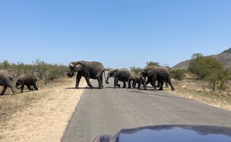Eine Elefantenherde überquert gemütlich eine Straße im Krüger-Nationalpark – Südafrika Reise mit Kindern