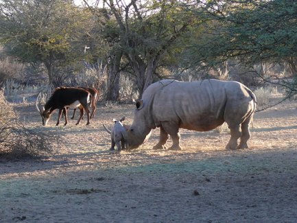 Nashorn grast im Etosha Nationalpark - Namibia Safari mit Kindern