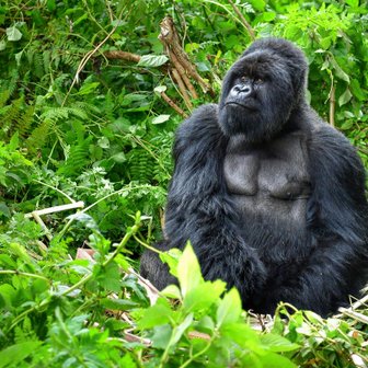 Ein majestätischer Gorilla sitzt inmitten üppiger, grüner Vegetation und blickt nachdenklich in die Ferne.