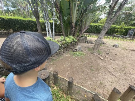 Ein Junge mit einer schwarzen Kappe beobachtet Riesenschildkröten in einem sonnigen Gehege mit Bäumen im Hintergrund.
