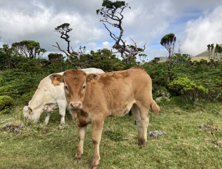 Ein braunes Kalb steht auf einer grünen Wiese, während eine weiße Kuh im Hintergrund grast, umgeben von Bäumen.