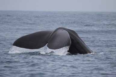 Die Fluke eines Wals verschwindet im Ozean vor der Küste Sri Lankas – Sri Lanka Familienreise