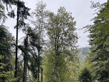 Dichte Baumkronen in einem nebligen Wald, umgeben von üppigem Grün und sanften Hügeln im Hintergrund.