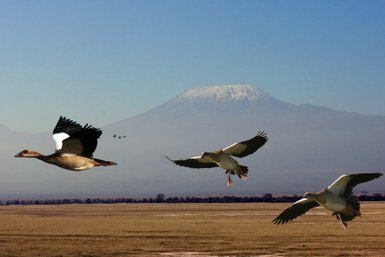 Drei Gänse fliegen über eine weite, grüne Ebene mit dem schneebedeckten Gipfel des Kilimandscharo im Hintergrund.