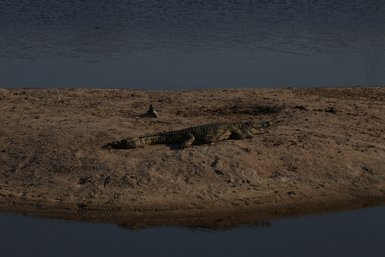 Ein Krokodil liegt ruhig am Ufer eines Gewässers im Makutsi Game Reserve – Südafrika mit Kindern