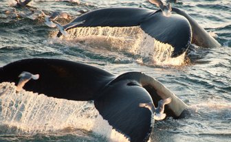 Zwei Buckelwale tauchen majestätisch aus dem Wasser auf, während Möwen um sie herumfliegen und die Wellen spritzen.