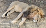 Löwe liegt auf Boden - Tansania for family - Tansania mit Kindern 
