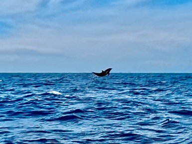 Ein Delfin springt fröhlich aus den tiefblauen Wellen des Nordpazifiks unter einem strahlend blauen Himmel.