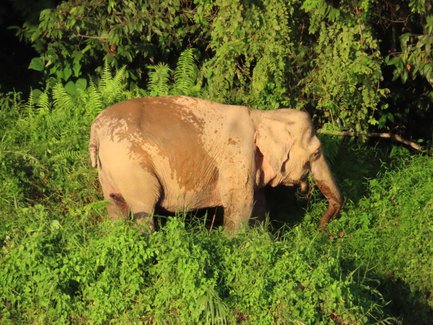 Borneo-Zwergelefant bewegt sich ruhig durch das dichte Grün des Regenwaldes – Malaysia & Borneo mit Kindern