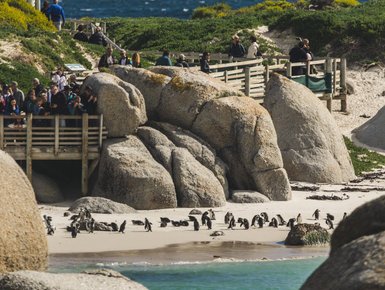Viele Pinguine auf dem Sandstrand am Boulders Beach – Südafrika Familienreise