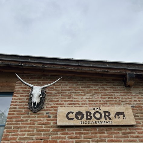 An einem rustikalen Gebäude hängt ein dekorierter Kuhschädel über einem Holzschild mit der Aufschrift 'COBOR'.
