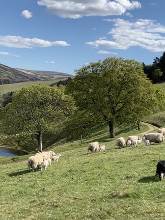 Hunde mit Schafherde in Natur - Schottland mit Kindern