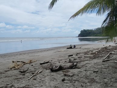 Hohe Palme am Strand von Playa Sámara – Costa Rica Familienreise