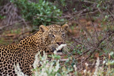 Ein Leopard mit auffälligem Fellmuster sitzt zwischen grünen Sträuchern und beobachtet seine Umgebung aufmerksam.