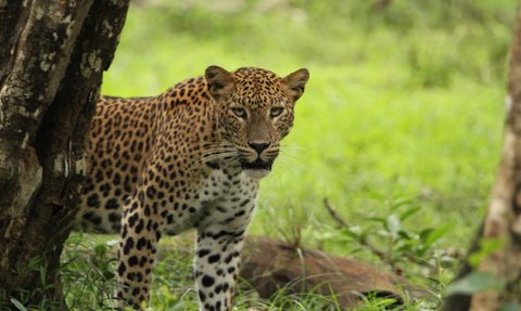 Ein Leopard blickt aufmerksam im Nationalpark – Sri Lanka Familienreise
