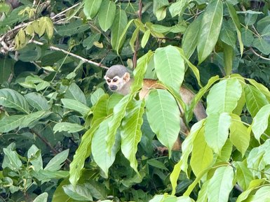 Ein neugieriger Affe sitzt gut camouflaged in einem dichten Dschungel voller grüner Blätter.