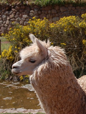 Zwei Lamas stehen friedlich in einer sonnigen Landschaft, umgeben von gelben Blumen und einem steinernen Hintergrund.