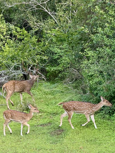 Drei Rehe bewegen sich durch eine grüne Wiese, umgeben von dichtem Laub und Bäumen im Hintergrund.