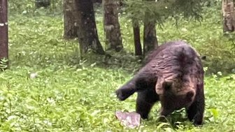 Ein Bär durchstreift eine grüne Waldlandschaft, umgeben von hohen Bäumen und dichtem Unterholz.