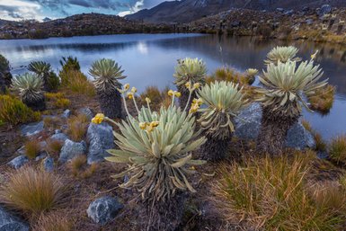Eine Gruppe von Pflanzen mit gelben Blüten wächst am Ufer eines ruhigen Sees, umgeben von felsigem Terrain und sanften Hügeln.