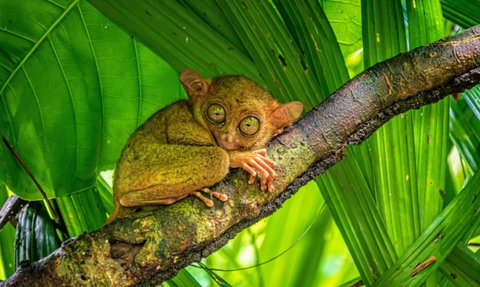 Ein süßer Tarsier mit großen grünen Augen sitzt entspannt auf einem Baumstamm, umgeben von üppigem Blätterwerk.