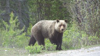 Ein Grizzlybär wandert entlang einer Straße, umgeben von üppigem Grün und Bäumen im Jasper Nationalpark.
