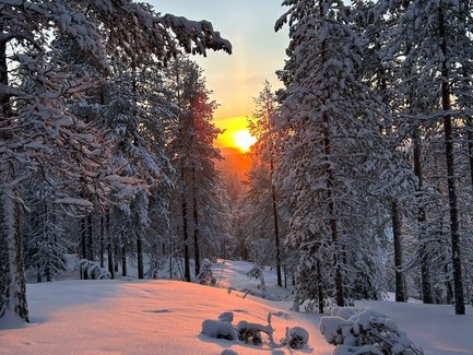 Ein malerischer Sonnenuntergang hinter schneebedeckten Bäumen, die sanft im Licht des Abendhimmels leuchten.