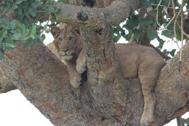 Eine Löwin liegt entspannt auf einem dicken Baumast, umgeben von grünen Blättern und einem klaren Himmel im Hintergrund.