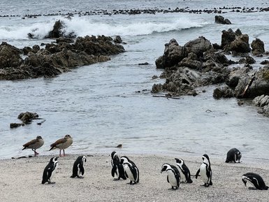 Pinguine watscheln entlang der felsigen Küste in Betty's Bay – Garden Route Reise mit Kindern
