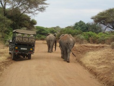 Elefanten laufen nah am Safarifahrzeug im Nationalpark vorbei – Tansania Familienreise