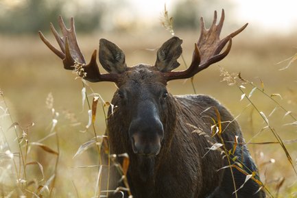 Ein majestätischer Elch steht in einem Feld mit hohem Gras, seine beeindruckenden Geweihspitzen ragen stolz in die Höhe.