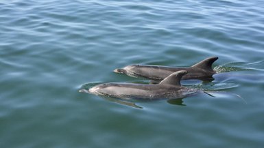 Zwei Delfine schwimmen durch das Wasser - Namibia Urlaub mit Kindern