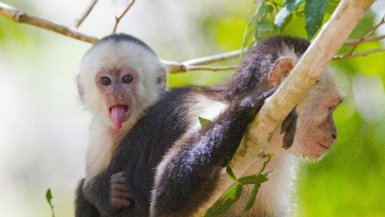Affen im Rincón de la Vieja Nationalpark in Guanacaste – Costa Rica Reise mit Kindern   ChatGPT fragen