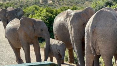 Elefantenherde beim gemeinsamen Spaziergang im Addo Nationalpark – Garden Route mit Kindern