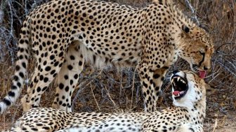 Zwei Leoparden ruhen nebeneinander im Makutsi – Südafrika Reise mit Kindern