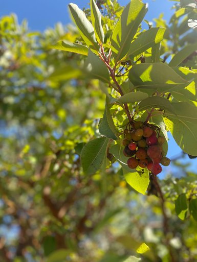 Ast mit Frucht Trekkingpfad in Ajloun - Jordanien Urlaub mit Kindern