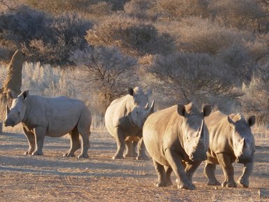 Eine Nashorn Herde trottet ruhig durch die Landschaft - Namibia mit Kindern