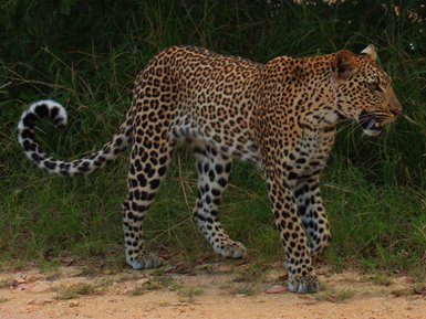 Ein Leopard mit auffälligem geflecktem Fell schreitet majestätisch durch das hohe Gras der afrikanischen Savanne.